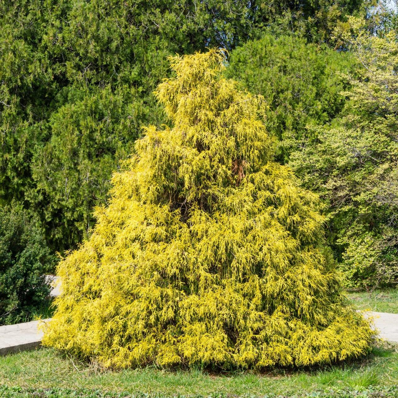 Cypress shrub