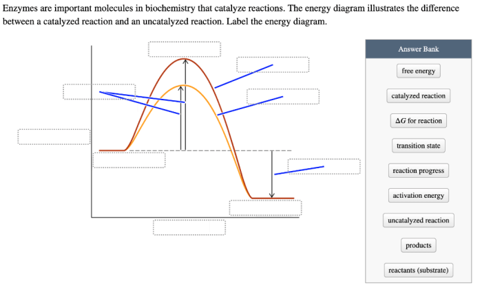 Enzymes are important molecules in biochemistry that catalyze reactions