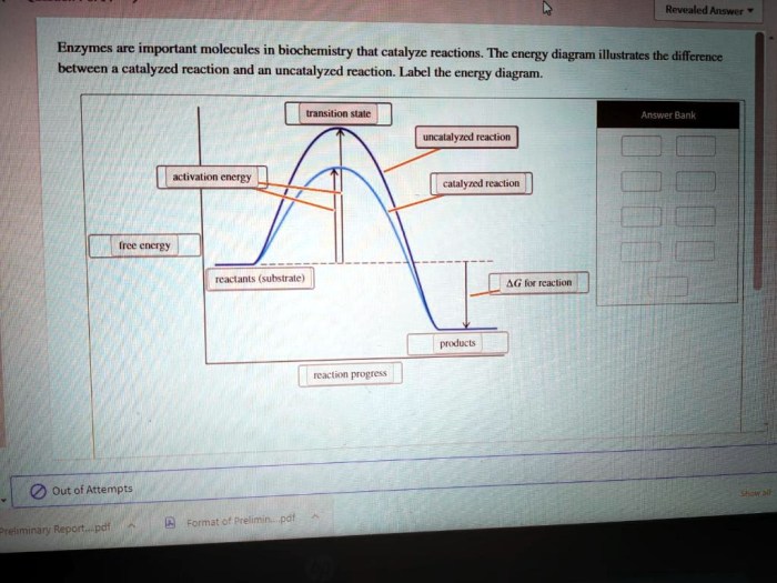 Energy diagram enzymes catalyze reactions biochemistry molecules important below