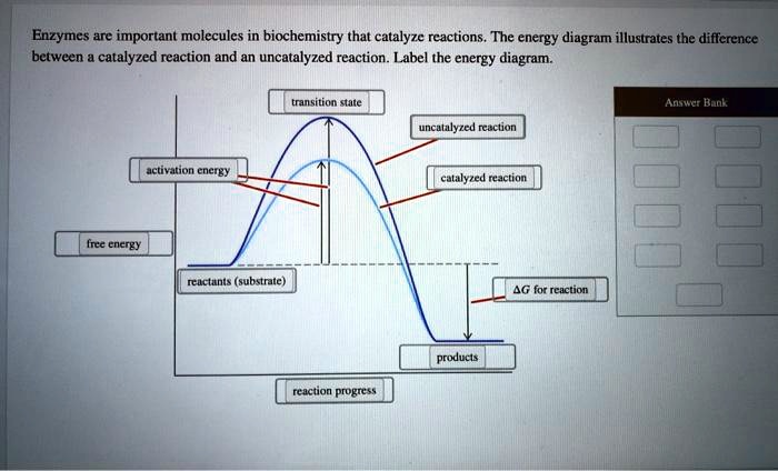 Reactions enzymes catalyze organisms living exergonic enzyme molecules endergonic ppt powerpoint presentation bonds easier reactant break bring form together close