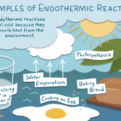 Endothermic classify transcribed