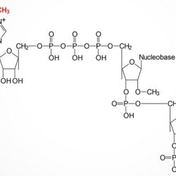 Mrna transcription eukaryotic process complete capping before processing end begins called solved statements following modified nucleoside then added