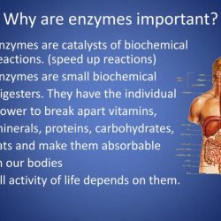 Enzymes are important molecules in biochemistry that catalyze reactions