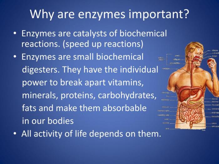 Enzymes are important molecules in biochemistry that catalyze reactions